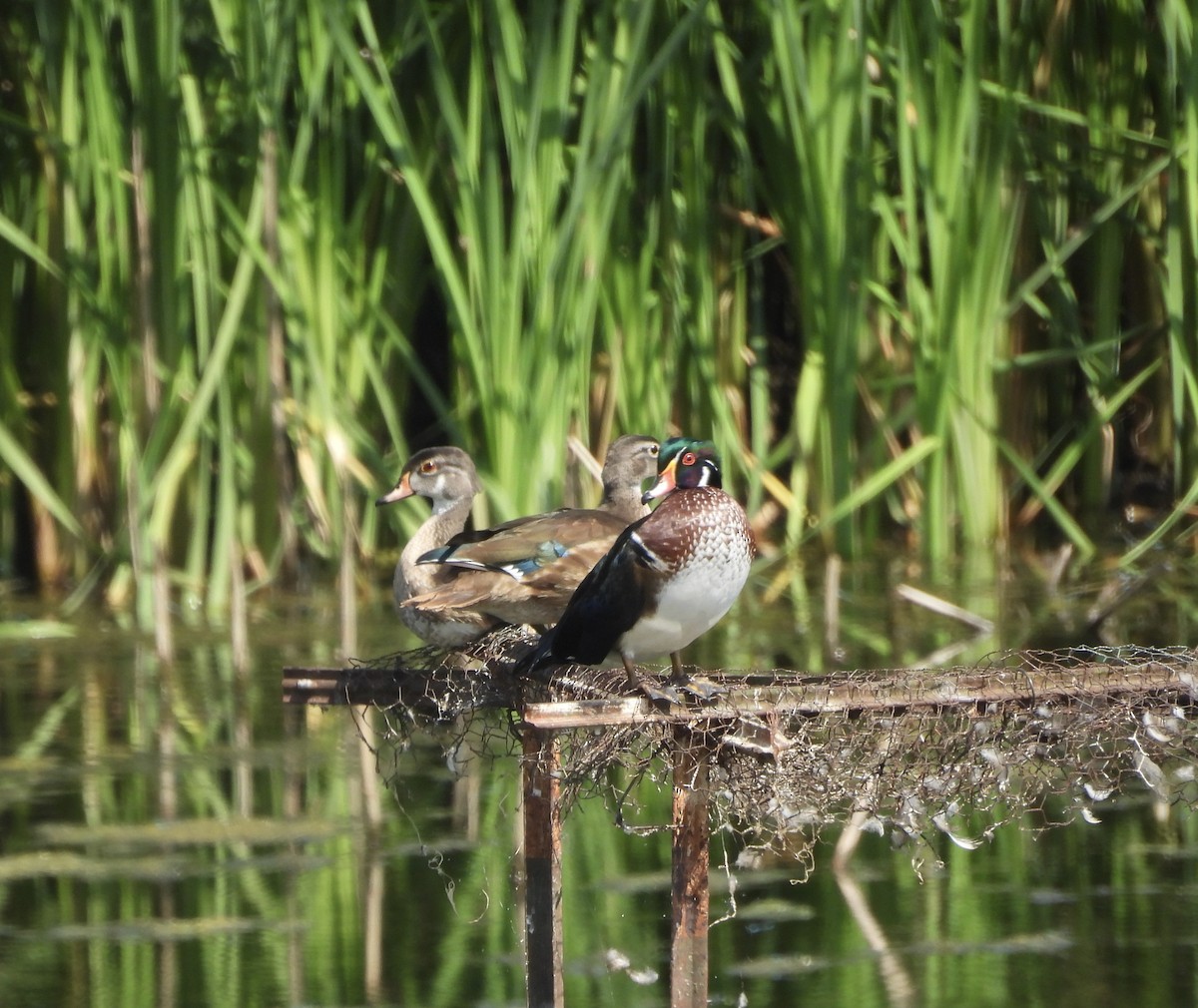 Wood Duck - ML641382696