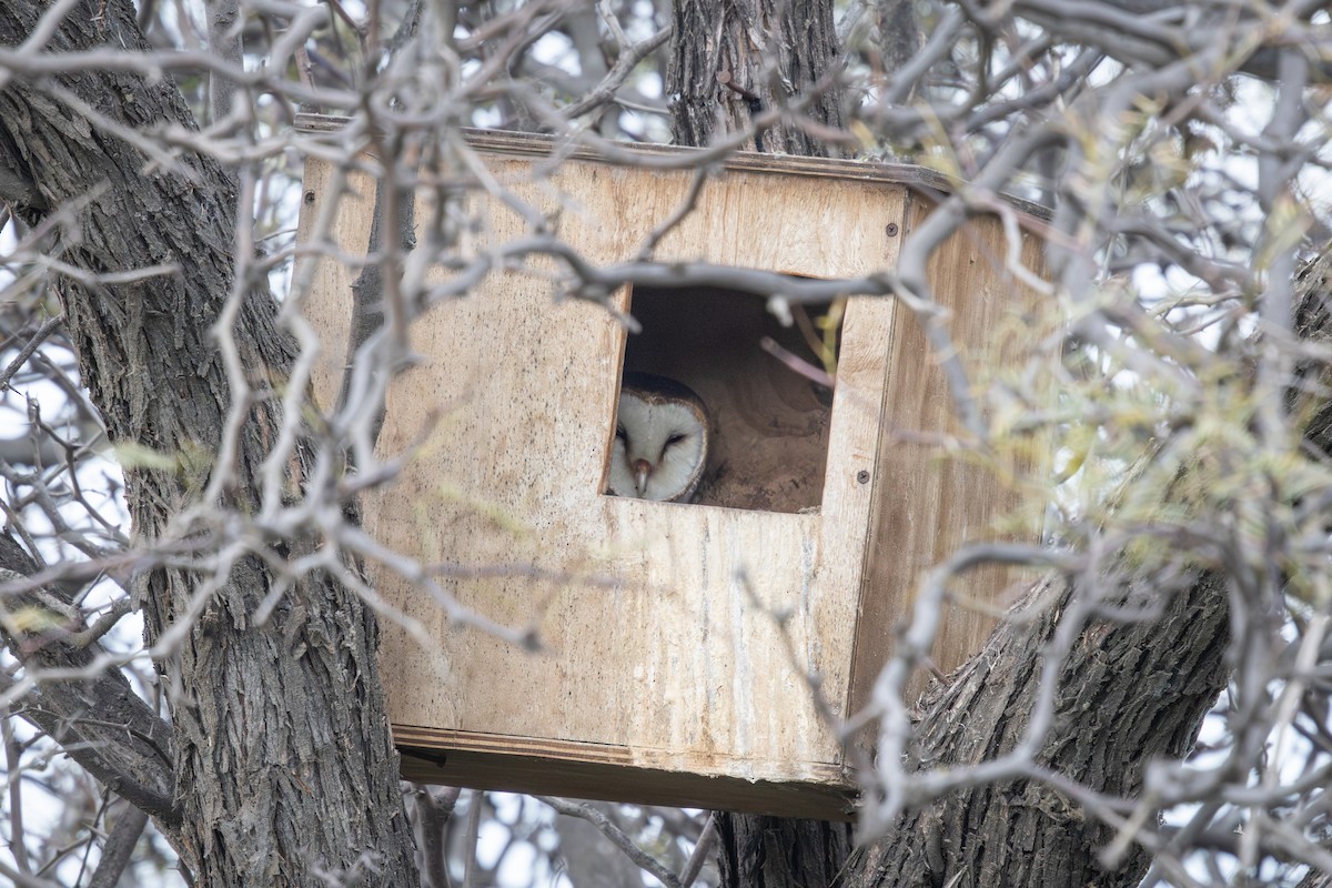 American Barn Owl - ML641382699