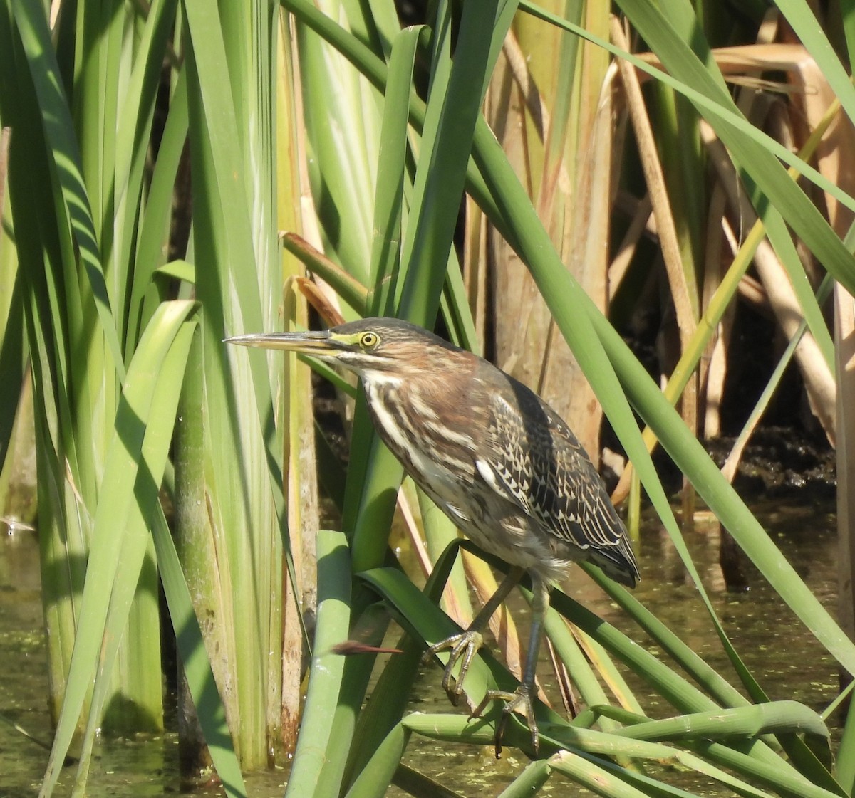 Green Heron - ML641382710