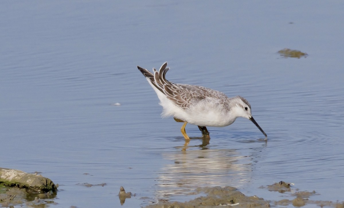 Wilson's Phalarope - ML641382722