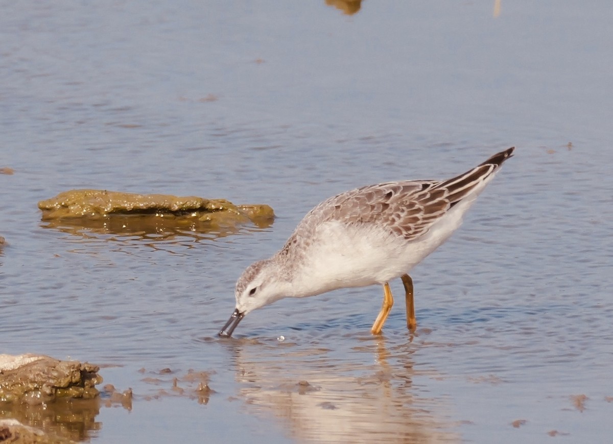 Wilson's Phalarope - ML641382723