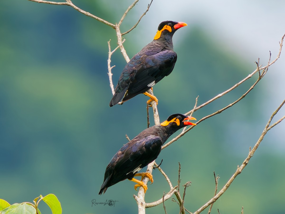 Common Hill Myna - ML641382728