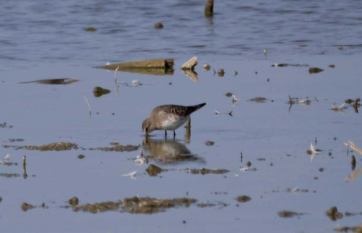White-rumped Sandpiper - ML641382739