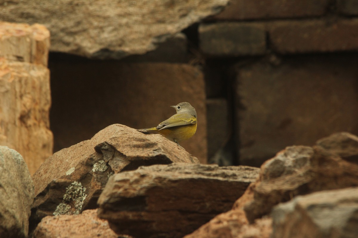 Virginia's Warbler - ML641382742