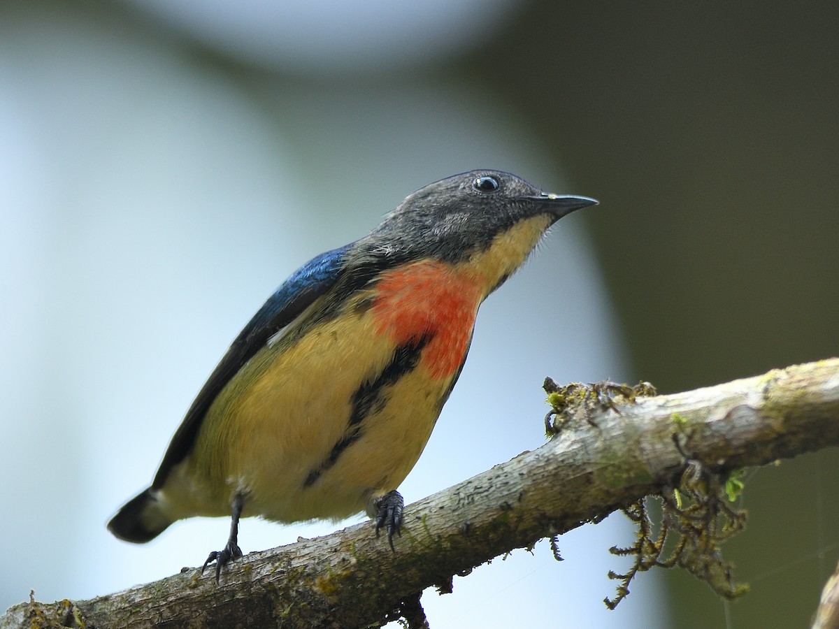 Fire-breasted Flowerpecker - ML641382763