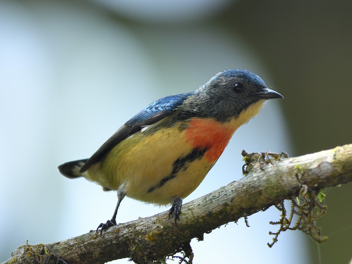 Fire-breasted Flowerpecker - ML641382764