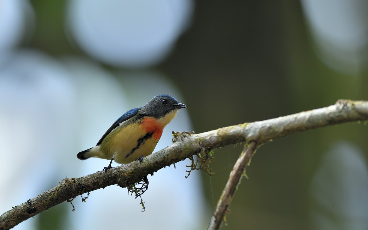 Fire-breasted Flowerpecker - ML641382767