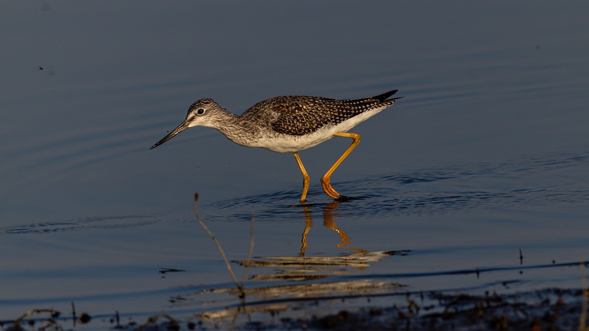 Greater Yellowlegs - ML641382802