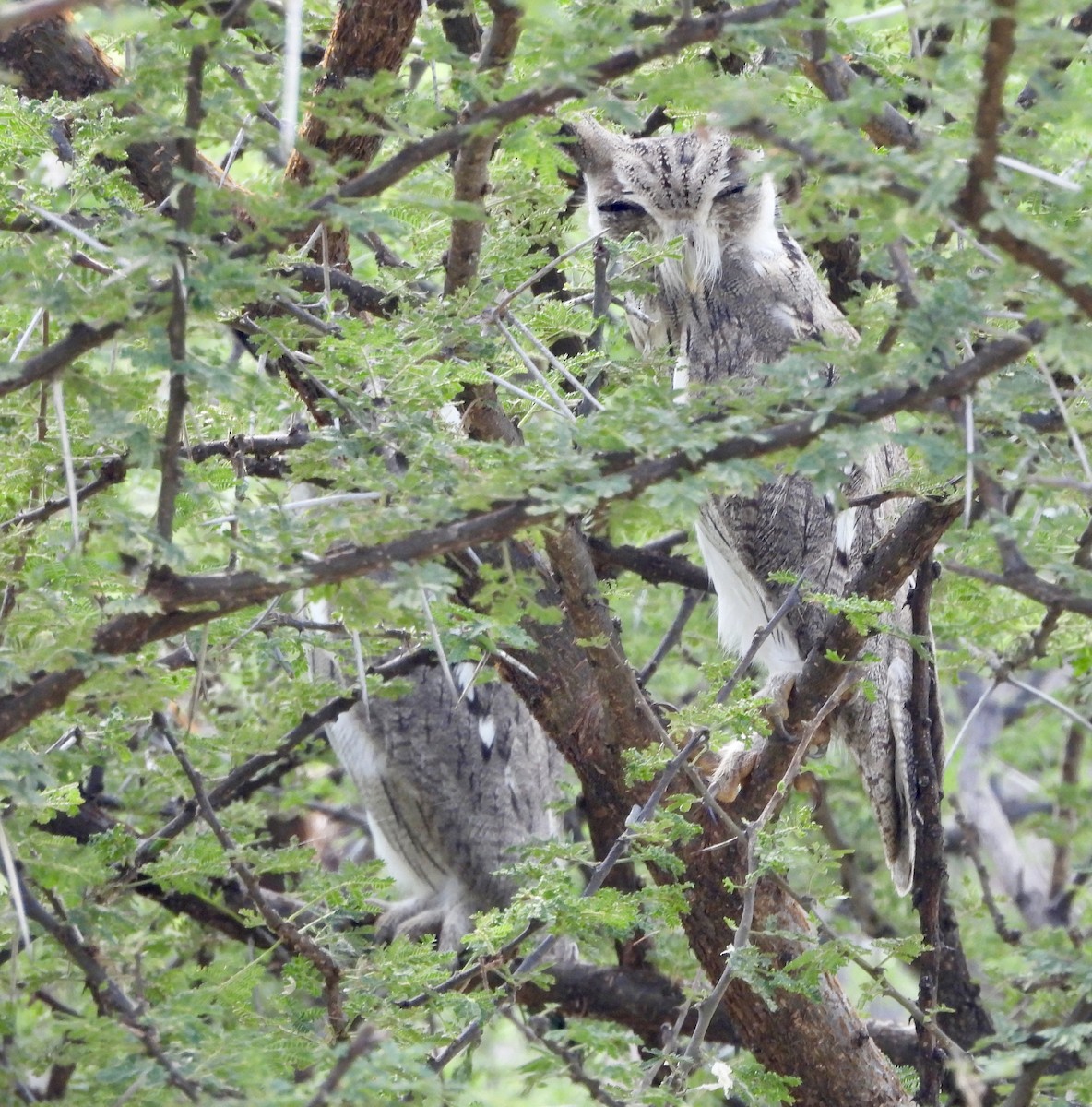 Northern White-faced Owl - ML641382809