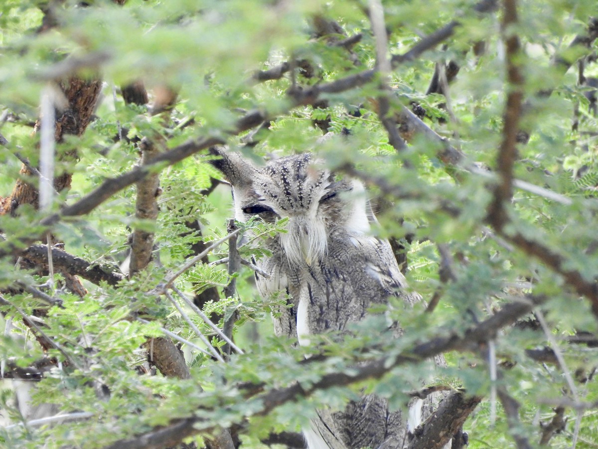Northern White-faced Owl - ML641382810