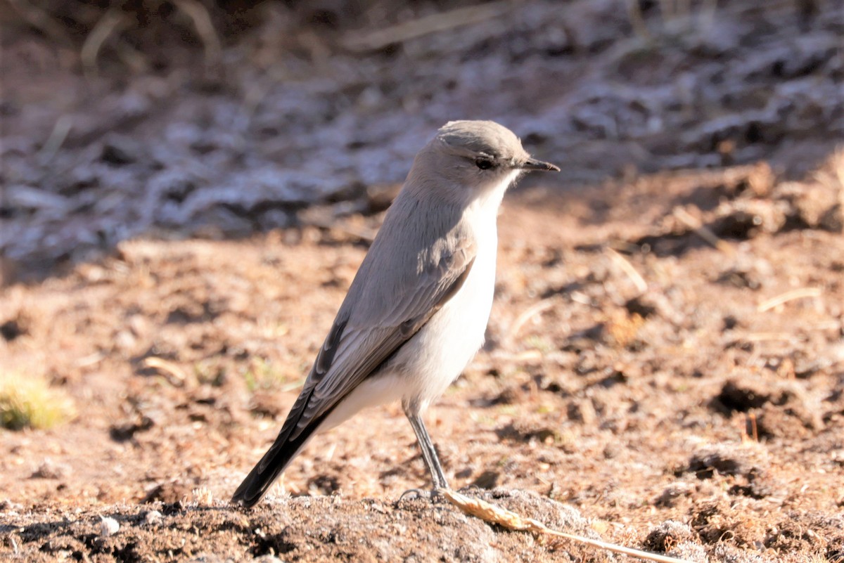 Cinereous Ground-Tyrant - ML641382812