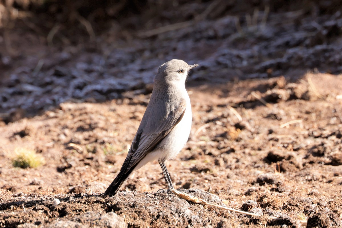 Cinereous Ground-Tyrant - ML641382813