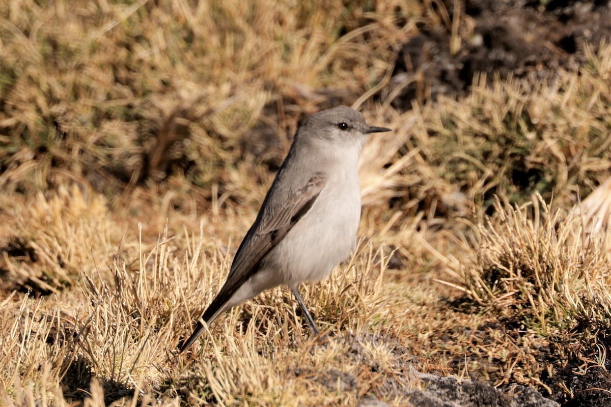 Cinereous Ground-Tyrant - ML641382817