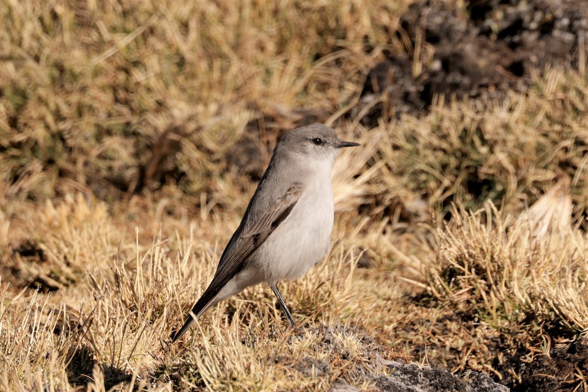 Cinereous Ground-Tyrant - ML641382818