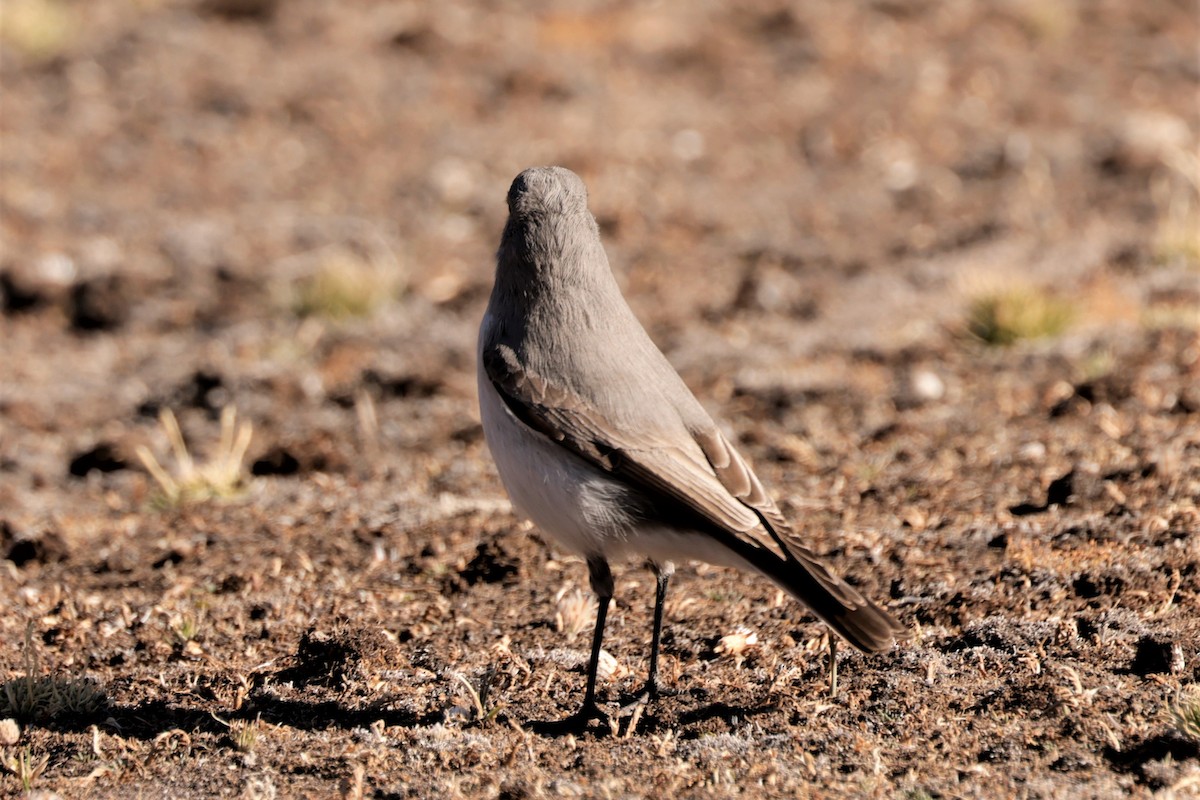 Cinereous Ground-Tyrant - ML641382819
