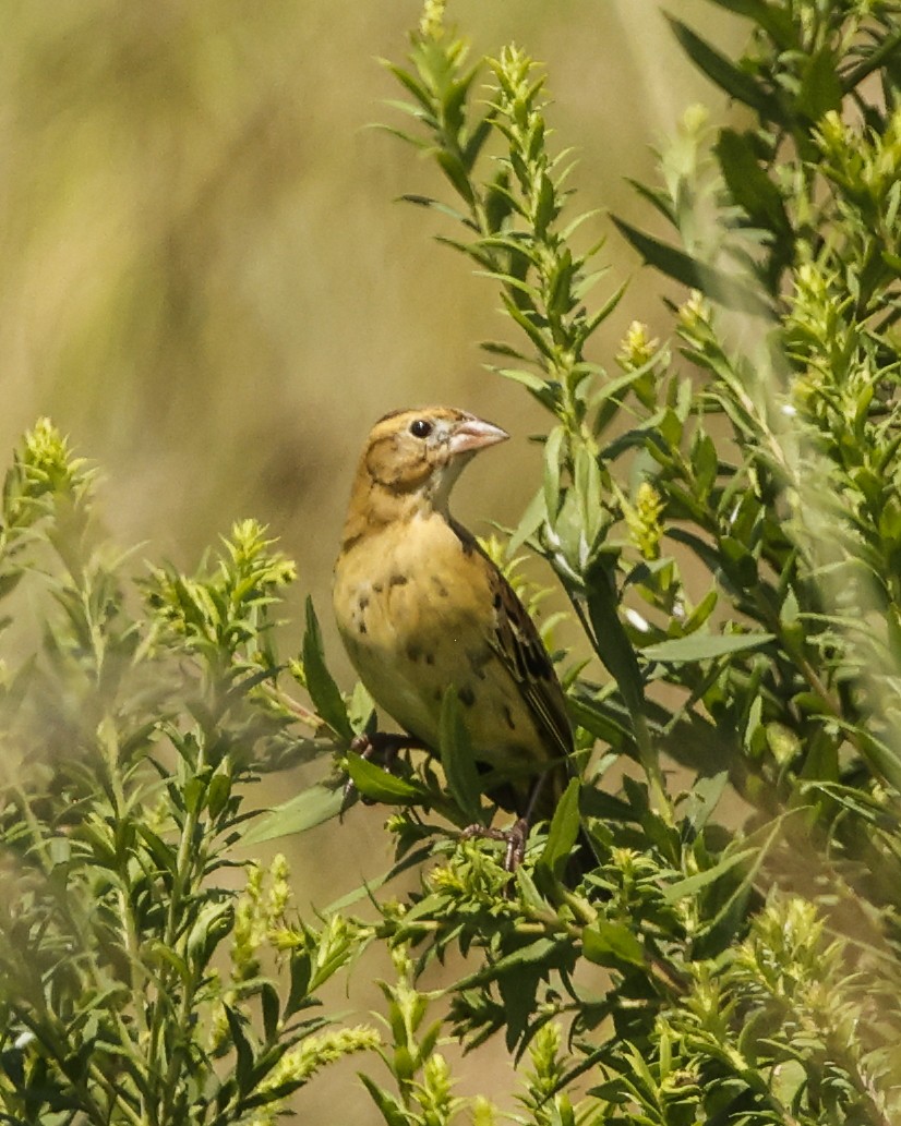 Bobolink - ML641382826