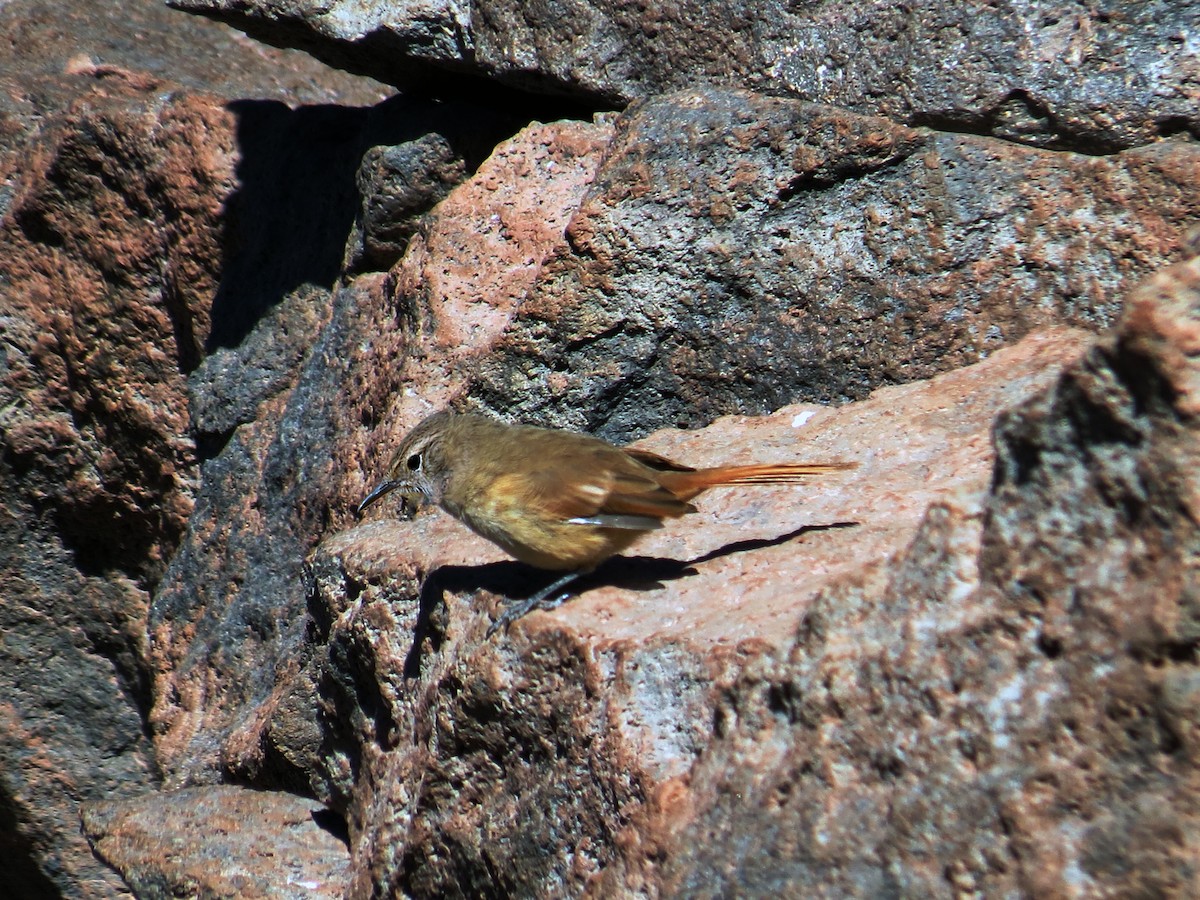 Cordilleran Canastero - ML641382834