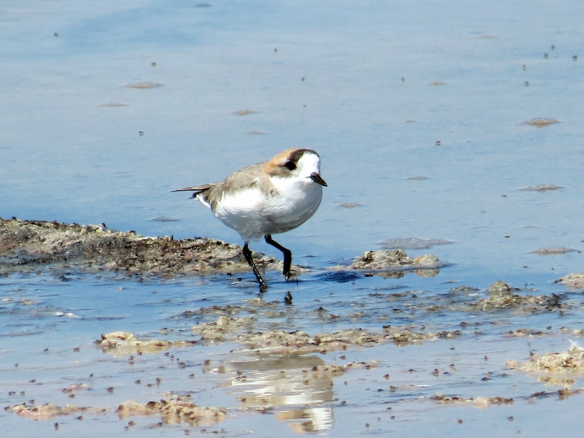 Puna Plover - ML641382897