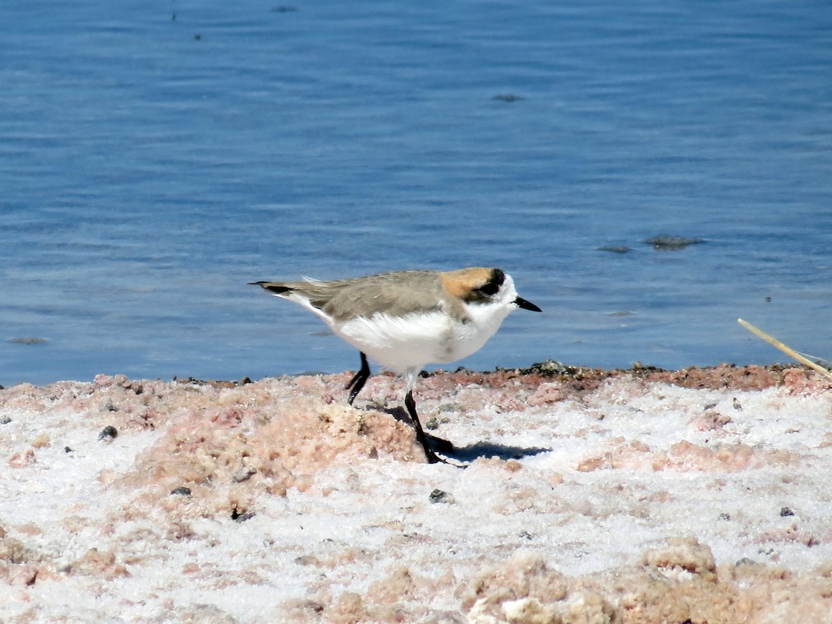 Puna Plover - ML641382898