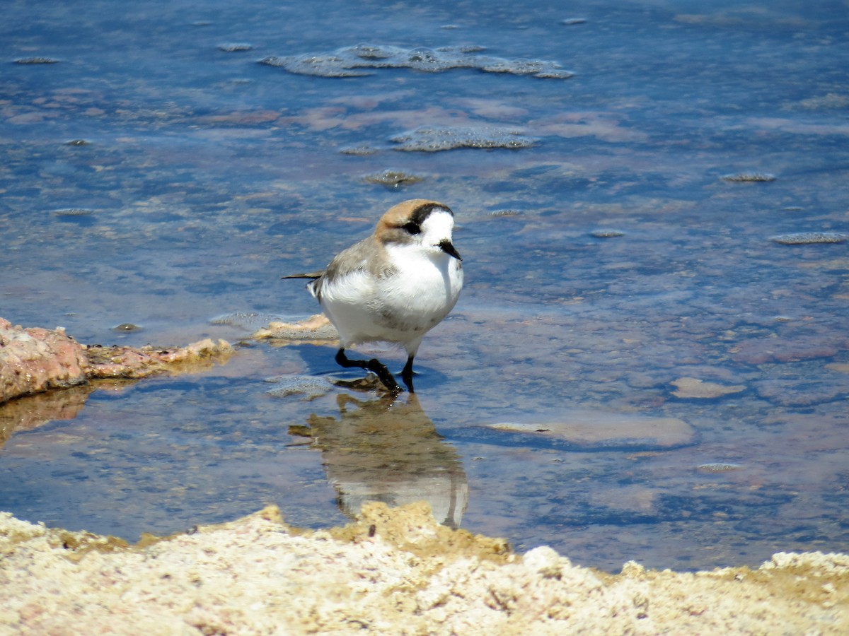 Puna Plover - ML641382899