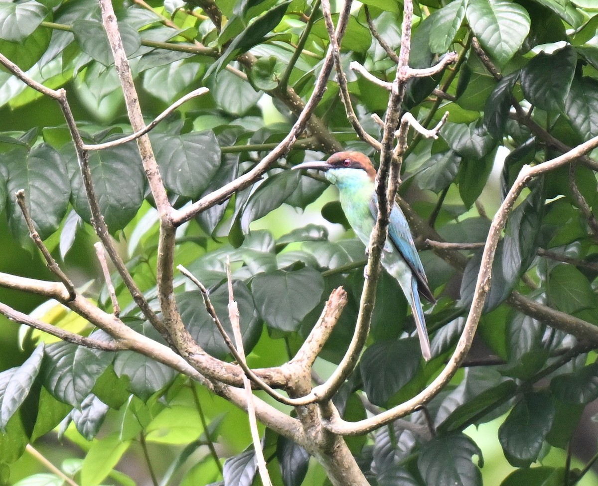 Blue-throated Bee-eater - ML641382904