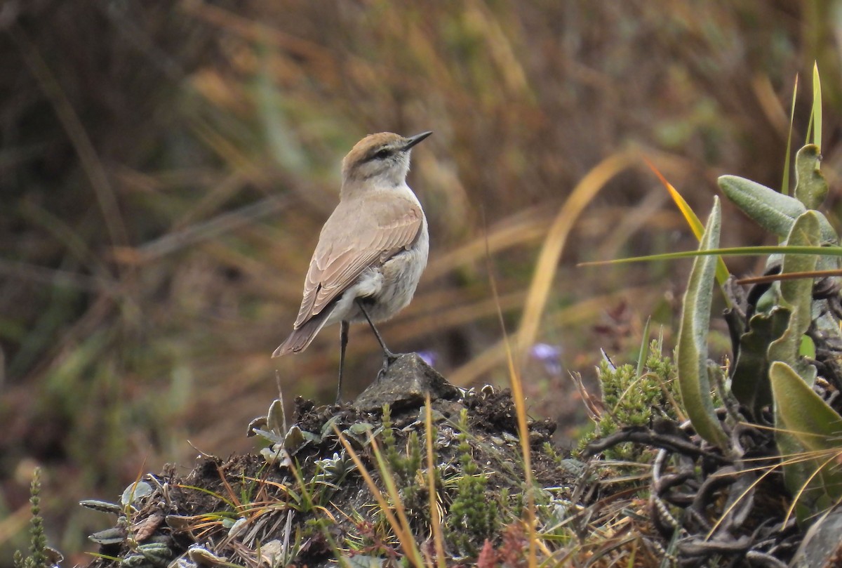 White-browed Ground-Tyrant - ML641382916