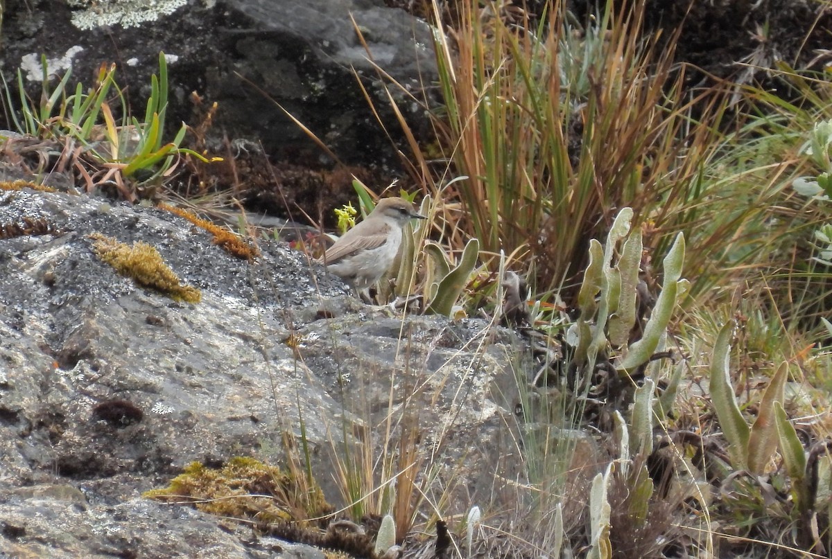 White-browed Ground-Tyrant - ML641382917