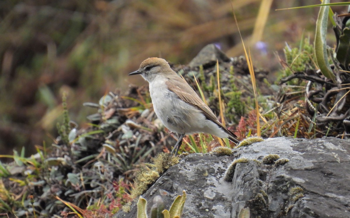 White-browed Ground-Tyrant - ML641382918