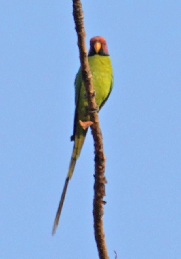 コセイインコ - ML641382937
