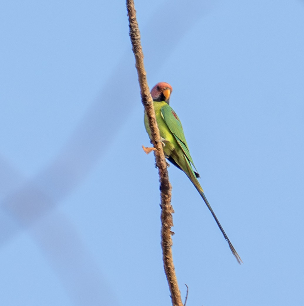 コセイインコ - ML641382940