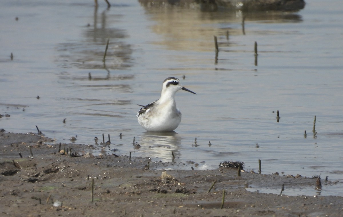 Red-necked Phalarope - ML641382947