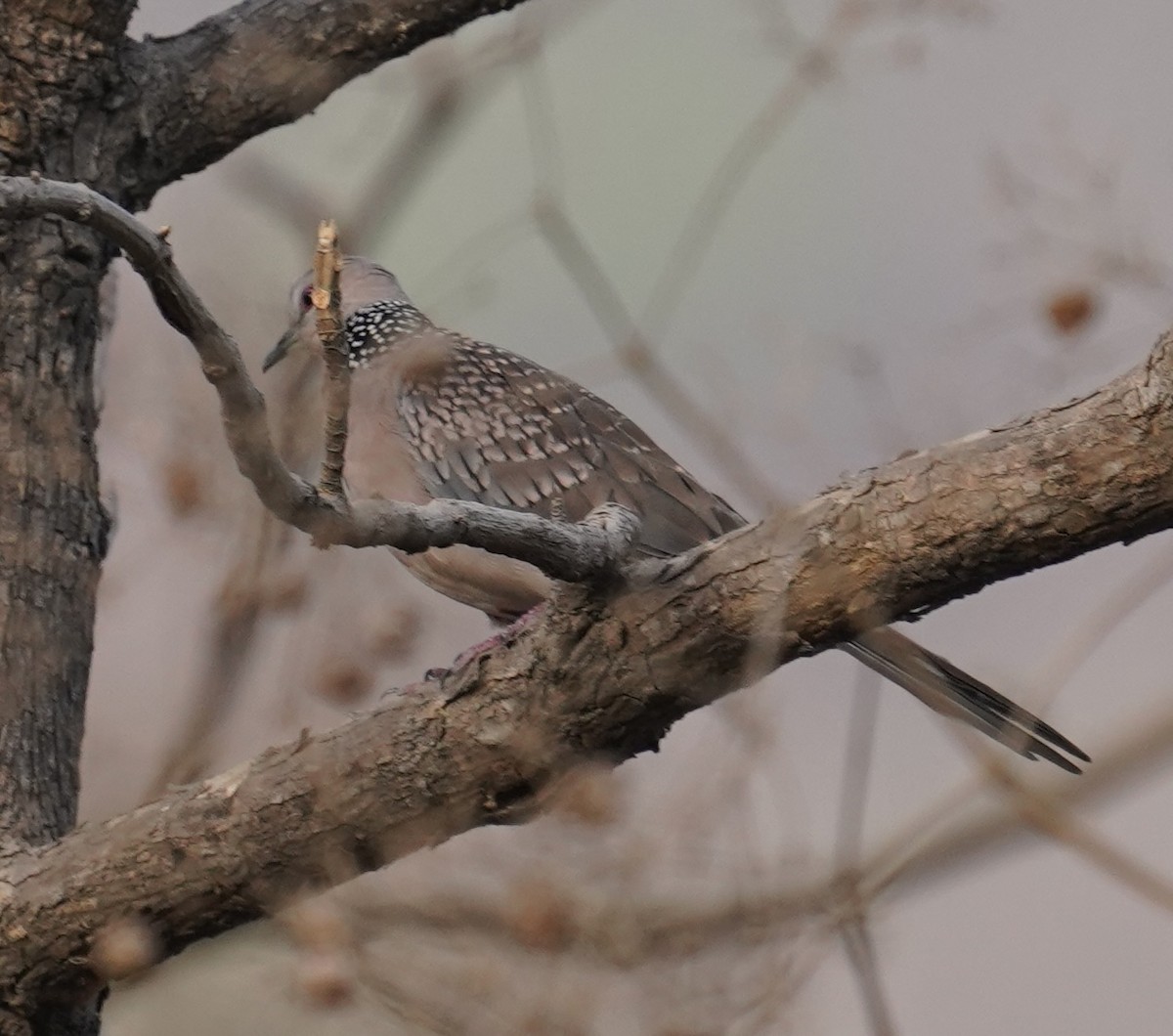 カノコバト - ML641382953