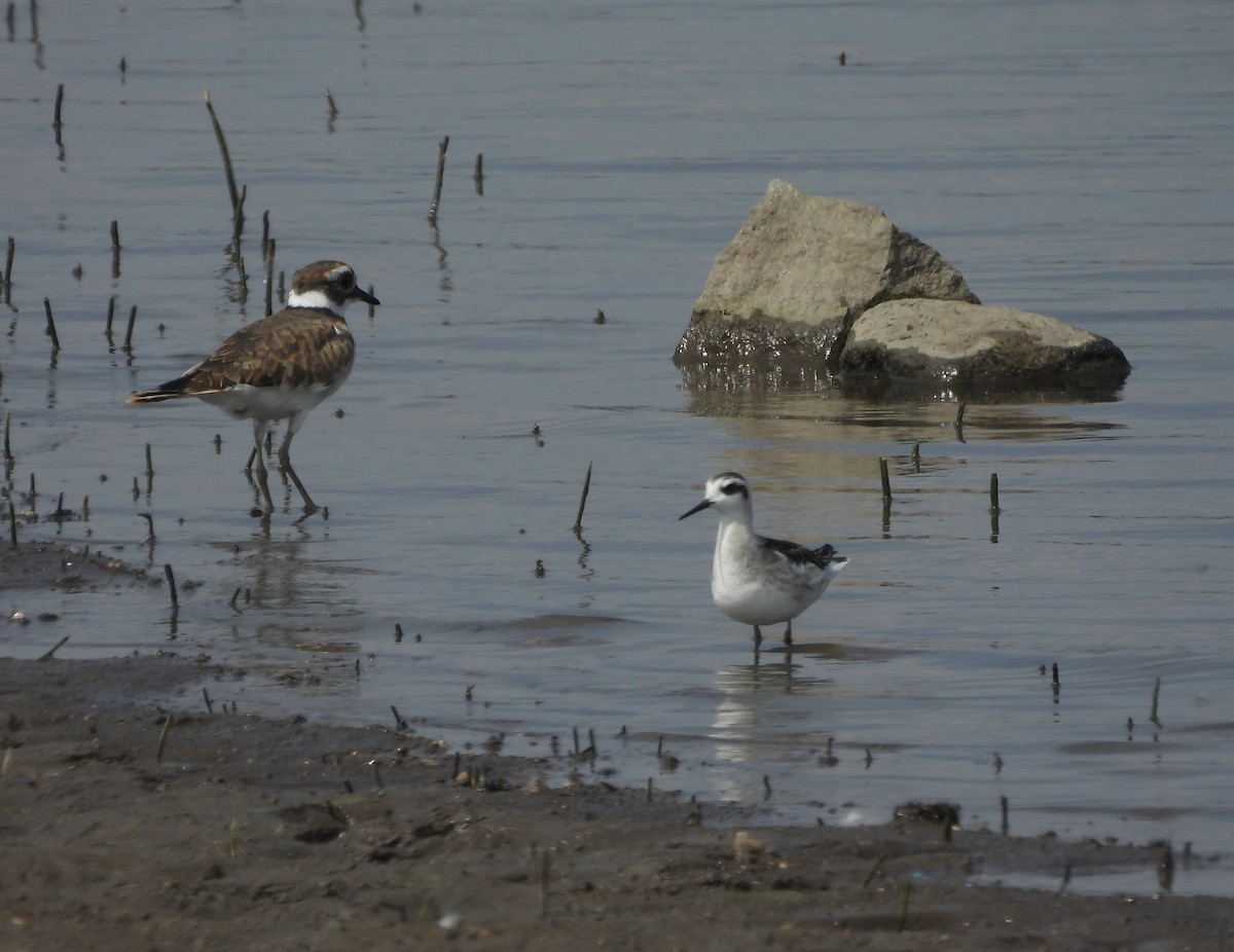 Red-necked Phalarope - ML641382956
