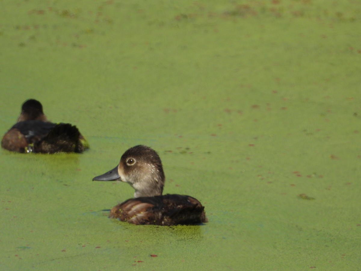 クビワキンクロ - ML641382968