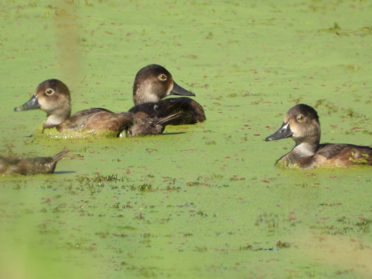 クビワキンクロ - ML641382969