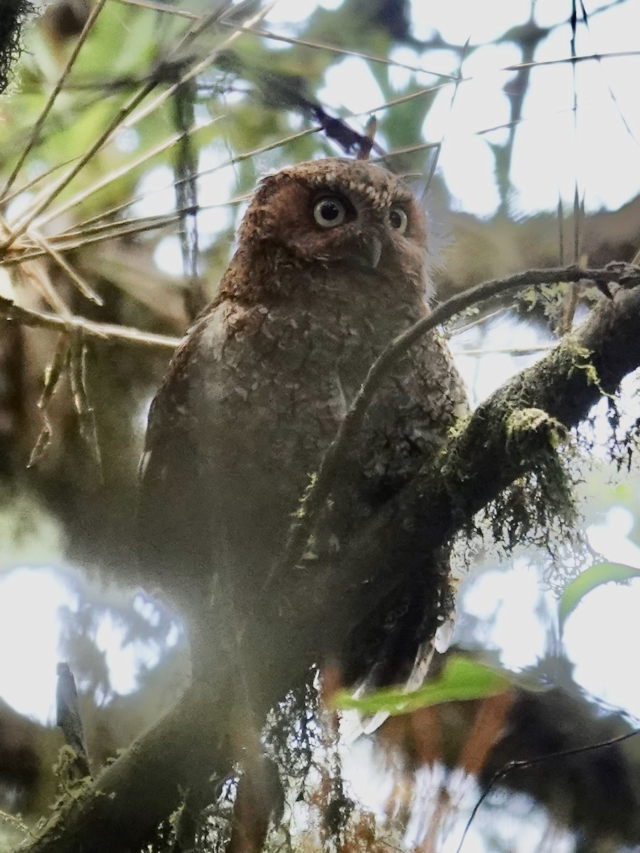 Bare-shanked Screech-Owl - ML641383014