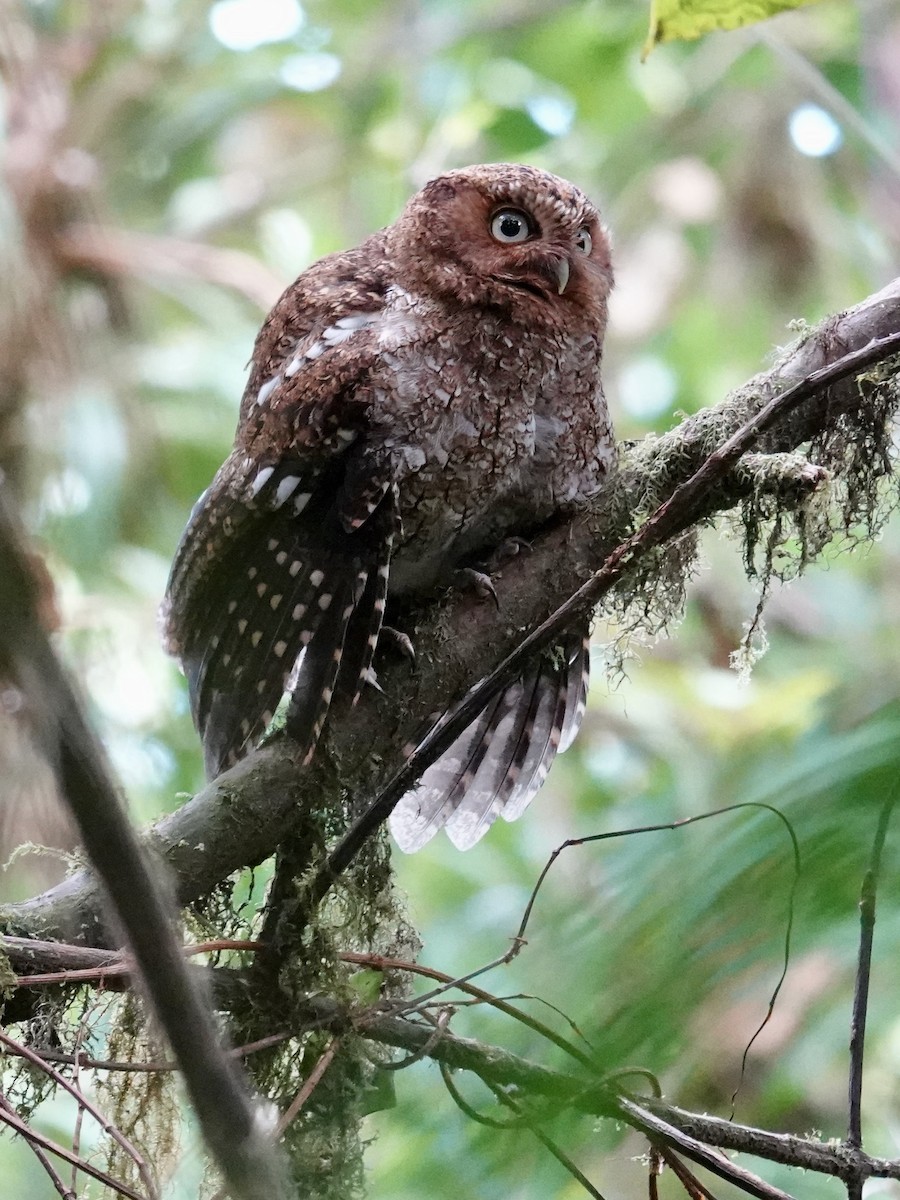 Bare-shanked Screech-Owl - ML641383015