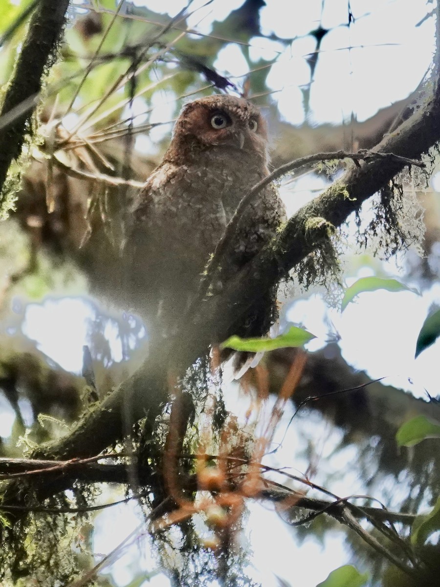 Bare-shanked Screech-Owl - ML641383016