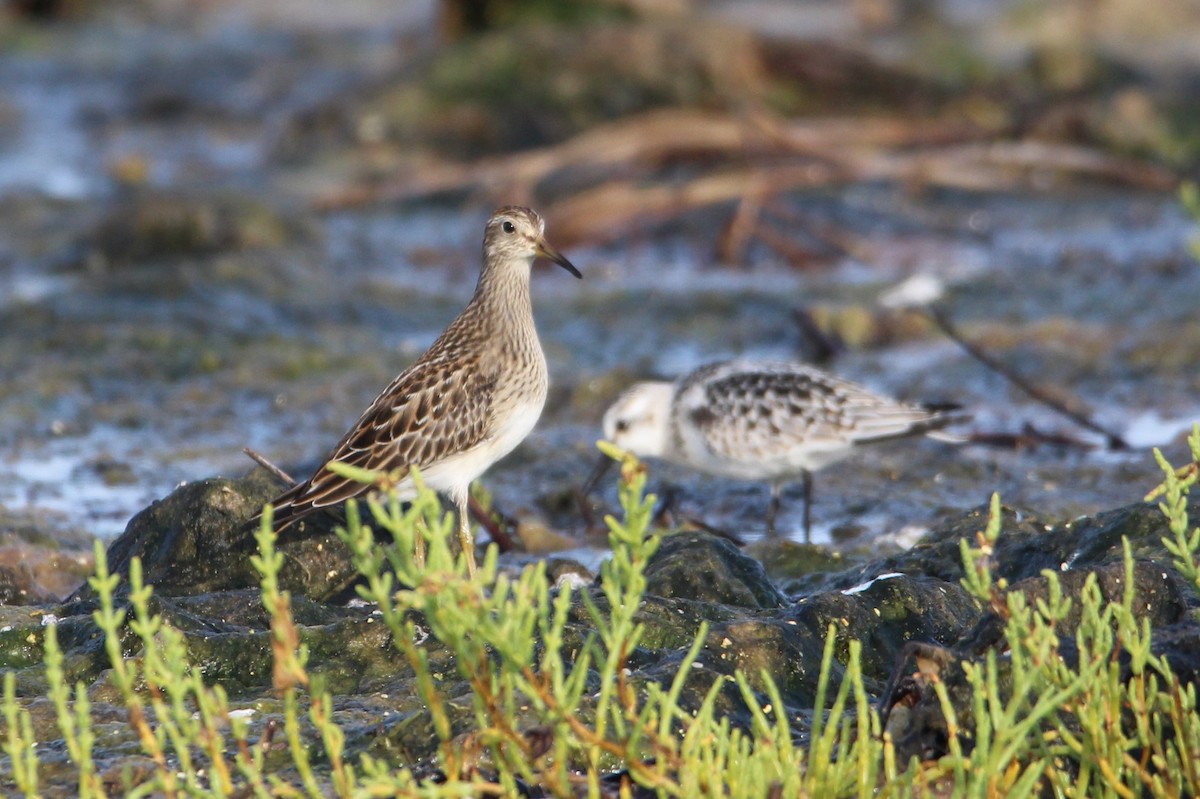 Pectoral Sandpiper - ML641383039