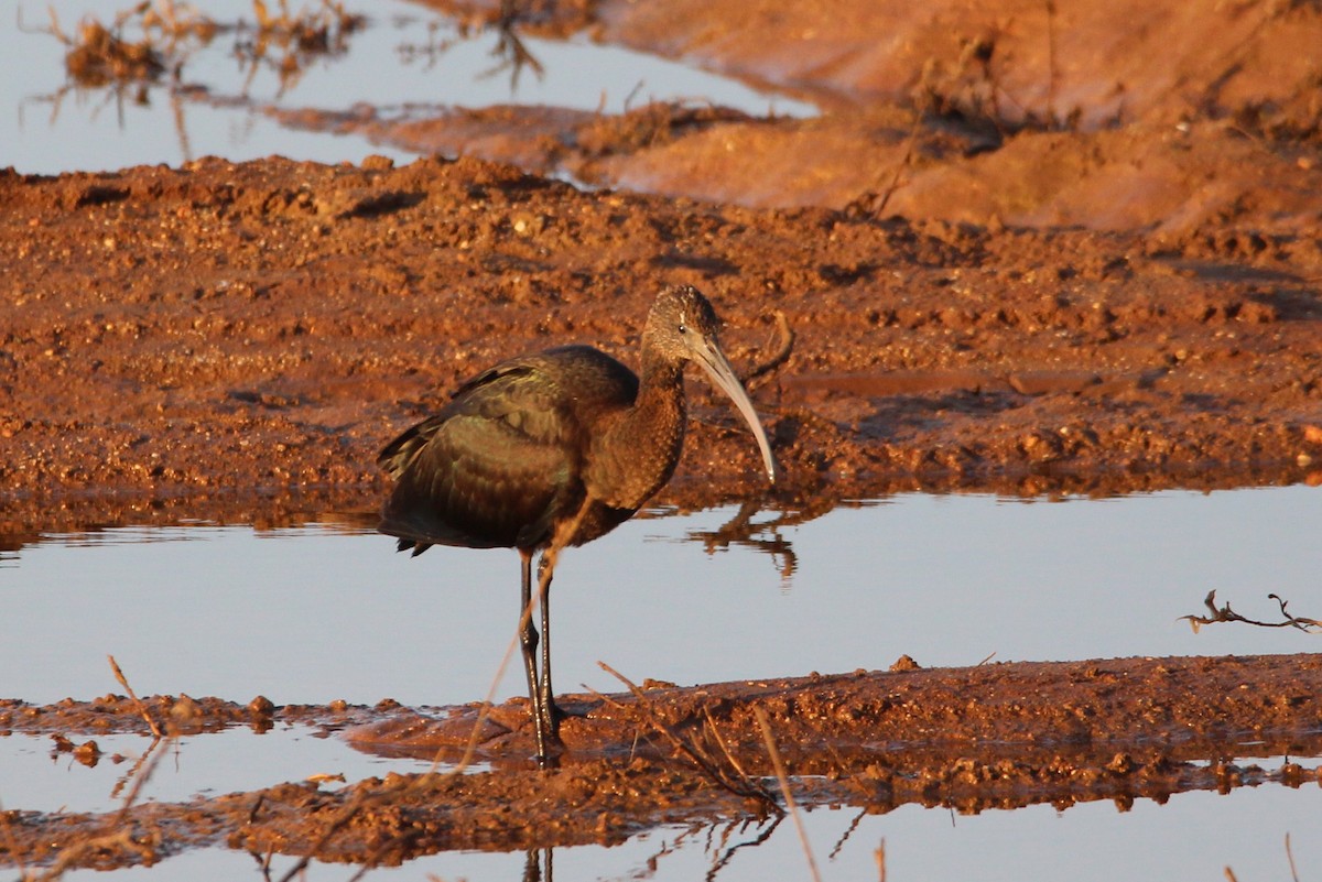 Glossy Ibis - ML641383047
