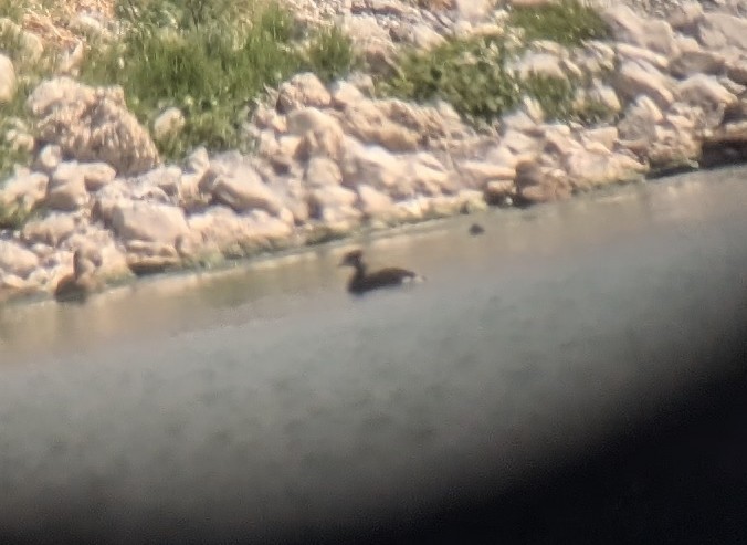 Horned Grebe - ML641383081