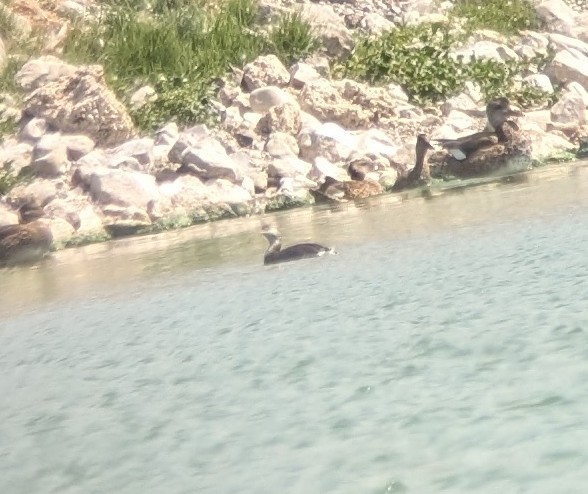 Horned Grebe - ML641383082