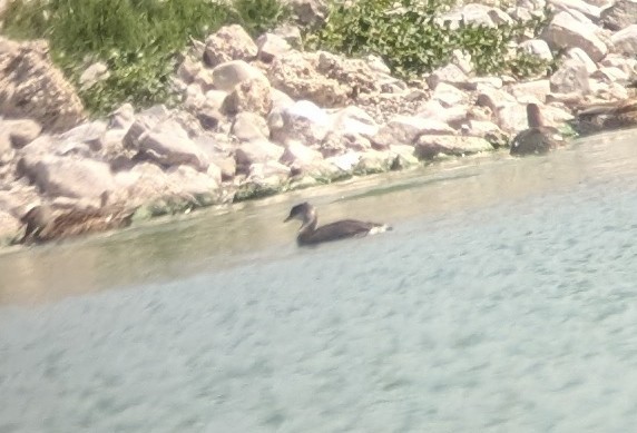 Horned Grebe - ML641383083