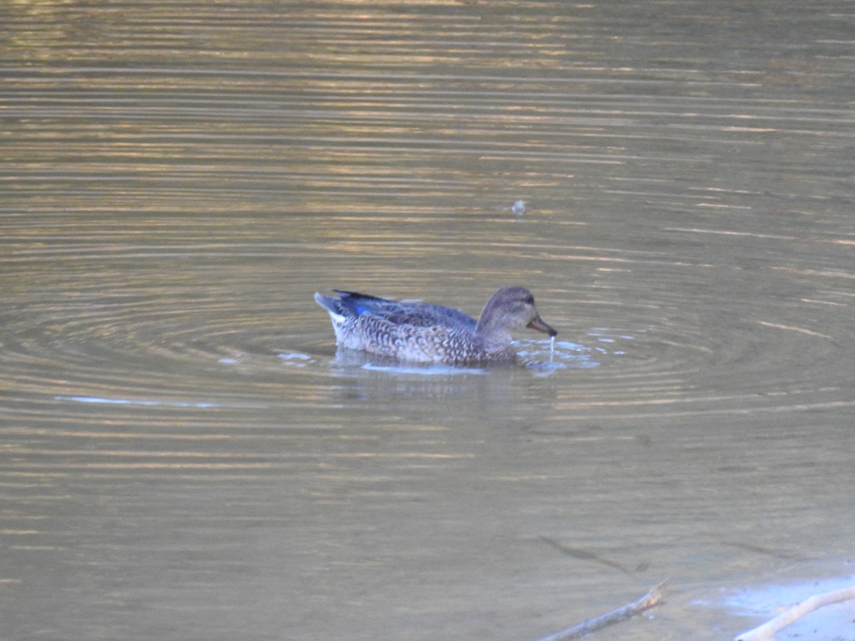 Green-winged Teal - ML641383086