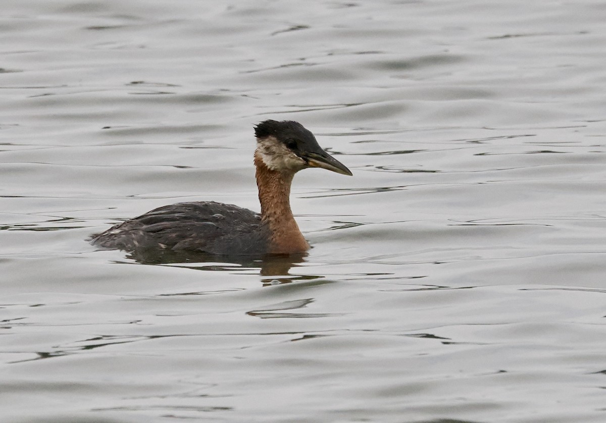 Red-necked Grebe - ML641383092