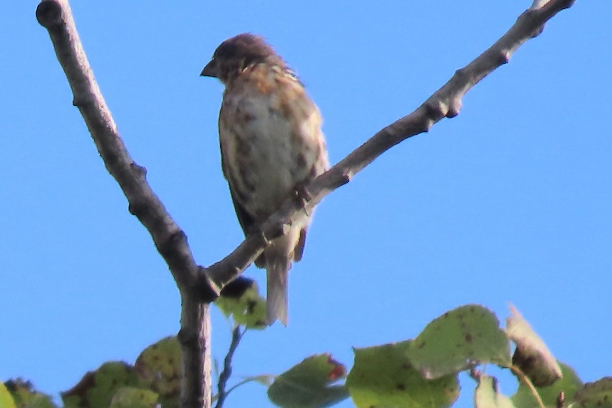Purple Finch - ML641383094