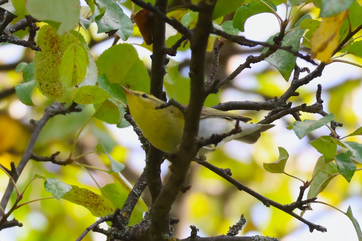 Wood Warbler - ML641383103