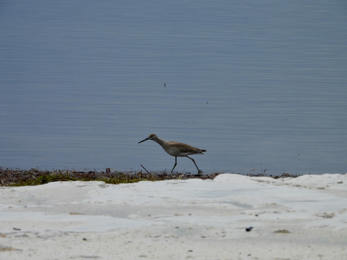 Willet - ML641383174