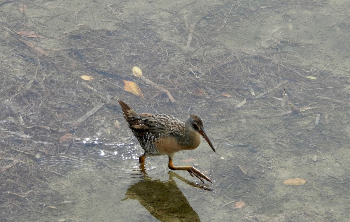 Clapper Rail - ML641383178