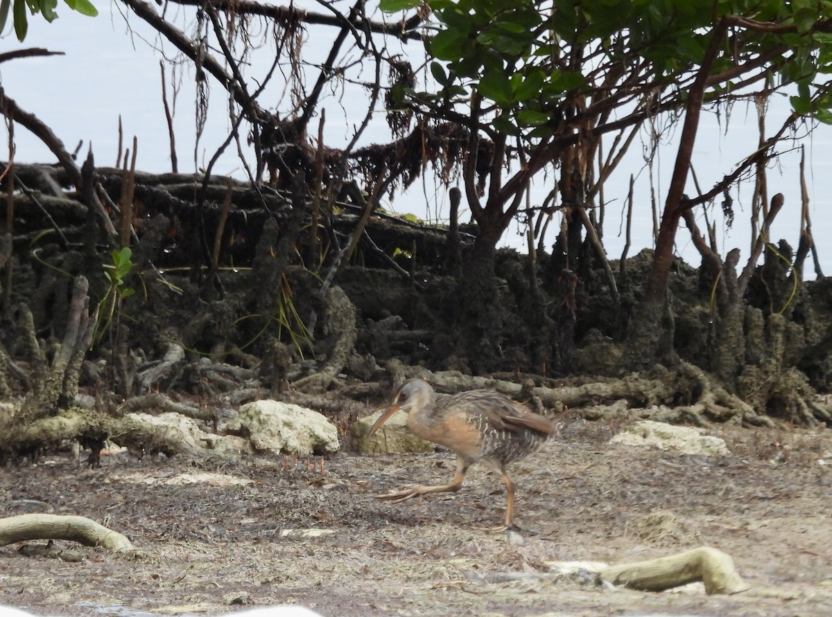 Clapper Rail - ML641383179
